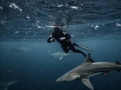 picture of sharks