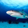 picture of reef sharks
